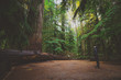 © Christian Zielecki/Stocksy - a woman looking up a giant tree