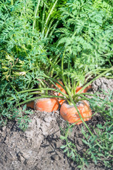 Wall Mural - Orange colored carrot plants together in the soil