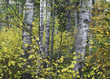 Birch trunks and golden leaves form an autumn tapestry along side a county road in northern Wisconsin.