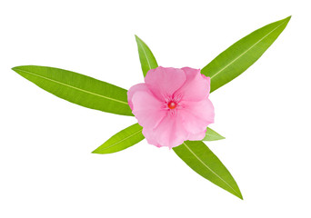 Wall Mural - Nerium Oleander sprig