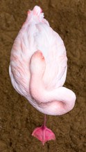 Flamingo View From Above