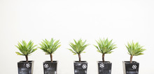 Five Plants In Gray Plantpot With Snowflake Printing In Front Of White Wall
