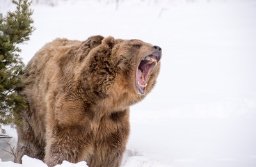 bear roaring