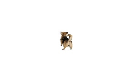 Wall Mural - dog is dancing on a white background