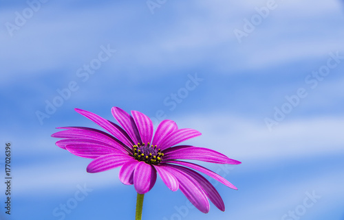 flor con el cielo de fondo