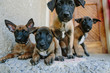 © petermeciar/Stocksy - Young belgian malinois puppies