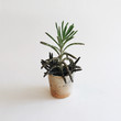 © daringwanderer/Stocksy - Handmade speckled pottery succulent planters on white background