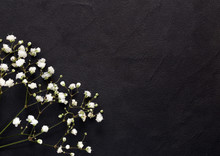 Little Beautiful White Flowers On A Black Background