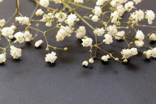 Little Beautiful White Flowers On A Black Background