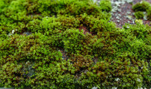 Green Moss Growing On The Old Roof.
