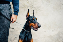Portrait Of Doberman Sitting By His Owner