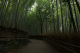 Fototapeta Dziecięca - Bamboo forest inside the Arashiyama Bamboo Grove, Kyoto, Japan