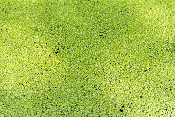 Sticker - green duckweed background