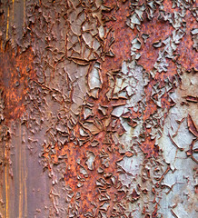 Poster - rusty painted background