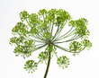 Umbel of dill weed on the white background