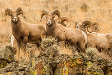 A Gang Of Rocky Mountain Bighorn Rams