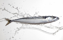 Mackerel With Water Splash