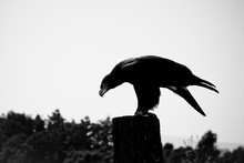 Black And White Image Of A Bird Of Prey On A Stump