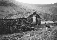 Sheep Dog Runs Past An Old Stone Barn On A Remote Hillside.