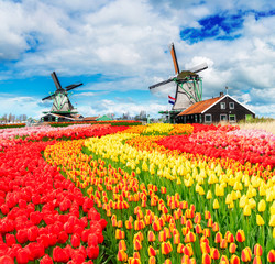 two traditional Dutch windmills of Zaanse Schans and rows of fresh tulips, Netherlands