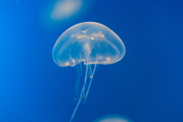 Wall Mural - Jellyfish in blue water