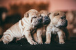 © Koki Jovanovic/Stocksy - Shar-Pei Puppy Babies