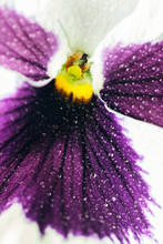 Violet In Bloom