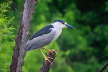 Night Heron In A Tree (Nycticorax Nycticorax) Perched In A Tree.