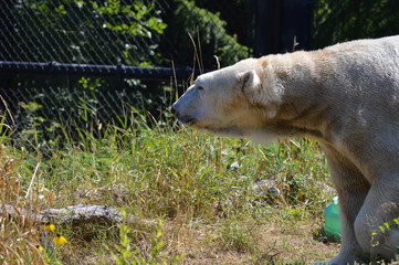 Wall Mural - Polar bear