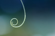 © MonicaMurphy/Stocksy - Tiny vine in nature creating a curl