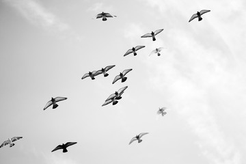 Black and white photo of pigeons soaring in the sky
