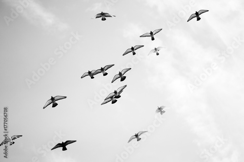 Obrazy czarno białe  ptaki-na-tle-szarego-nieba