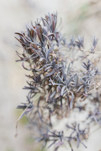 Purple Dried Lavender Shrub