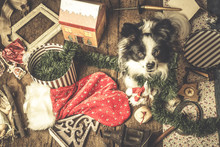 Dog Christmas Cards, Naughty Puppy