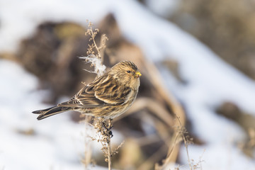 Twite (Carduelis flavirostris) bird closeup