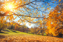 Sunny Autumn Landscape With Golden Trees And Blue Sky In Countryside