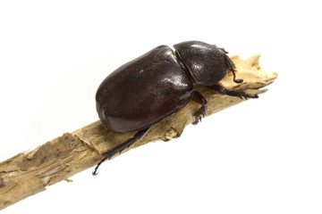 Rhino beetle (Dynastinae) on white