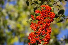 Orange Autumn Berries Of Pyracantha With Green Leaves