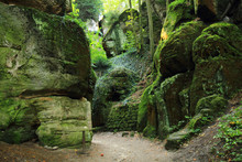 Rocks In The Green Forest