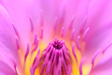 Close Up Beautiful Pink Lily Flower And Yellow Pollen Background