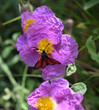 © Stphanie - Papillon noir et rouge butinant une fleur de ciste