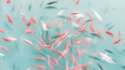 Abstract artistic background made of motion blur fish swimming in a pond, color toning applied.