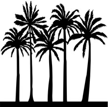 Palm, Tropical, Leaf, Illustration