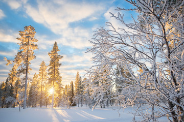 Wall Mural - Snowy landscape at sunset, frozen trees in winter in Saariselka, Lapland, Finland