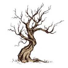 Handsketched Illustration Of Old Crooked Tree.