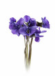flores violetas aisladas