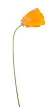 Orange Garden Flower Bud On White