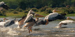 A group of pelicans frightened by the passing of a motorboat