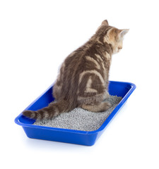 Sticker - cat urinating in toilet tray box with litter rear view isolated