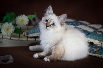 Wall Mural - Purebred beautiful Neva masquerade cat, kitten on a brown background. Pillows and flowers as decoration.